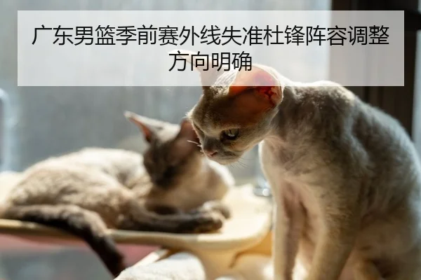 广东男篮季前赛外线失准杜锋阵容调整方向明确